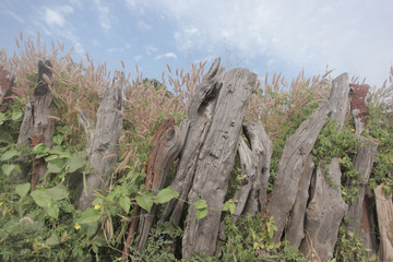 landscape after rainy season: wooden fence, with many grasses around, and blue sky in the background
