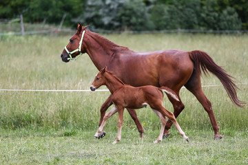 Obraz premium Purebred mare and her few weeks old filly galloping in summer flowering pasture idyllic picture