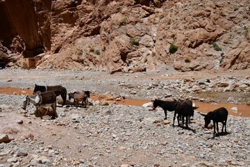 Gargantas del Todra, Marruecos, Africa
