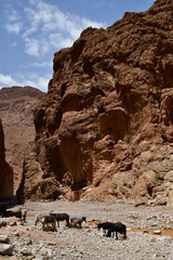 Gargantas del Todra, Marruecos, Africa