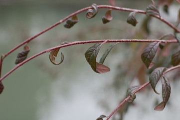Early winter morning by the pond in an empty park
