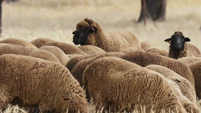 black merino sheep slow motion