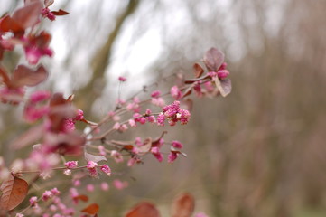 pink flowers in winter