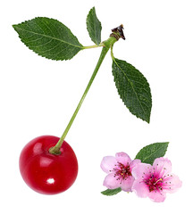 Cherry with leafs and flower isolated on white background.