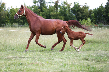 Purebred mare and her few weeks old filly galloping in summer flowering pasture idyllic picture