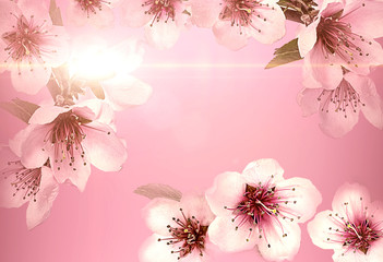 Cherry flower.Pink cherry as background.Spring Cherry blossoms in full bloom.