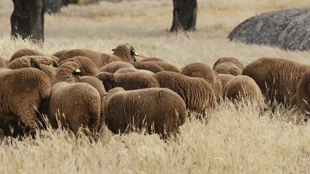 black merino sheep slow motion