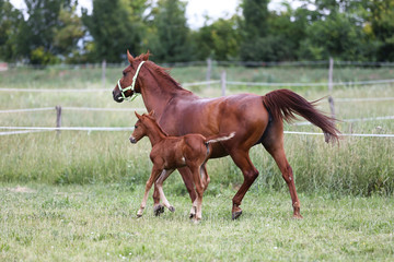 Purebred mare and her few weeks old filly galloping in summer flowering pasture idyllic picture