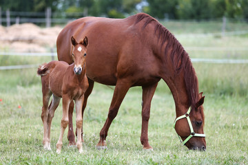 Naklejka na ściany i meble Purebred mare and her few weeks old filly graze in summer flowering pasture idyllic picture