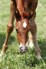 Naklejka na ściany i meble Purebred few weeks old filly graze in summer flowering pasture idyllic picture