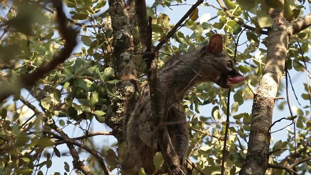 genet backlit on tree 