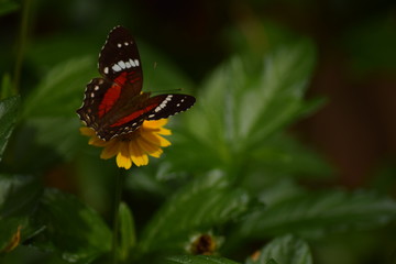 butterfly on flower