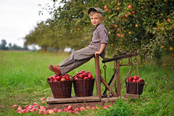 Little, five years old, boy helping with gathering and harvesting apples from apple tree, autumn time.  Child picking apples on farm in autumn. 