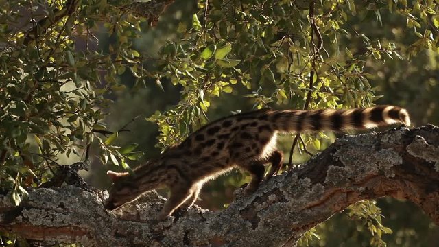 genet backlit on tree 