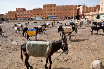 Risani, parquing de burros, Marruecos, Africa