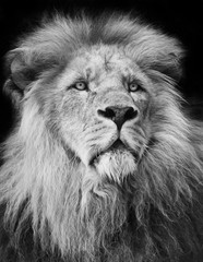 majestic lion Portrait in black and white;