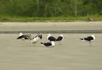 Fototapeta premium seagull on the river