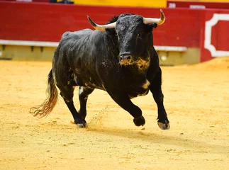 Fotobehang bull in spain with big horns © alberto