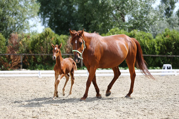 Obraz premium Beautiful mare and foal running together on sandy dressage ground at animal farm