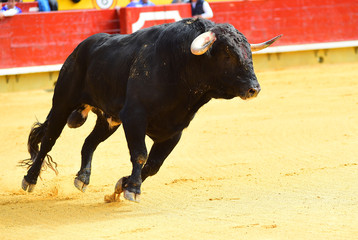 toro en españa