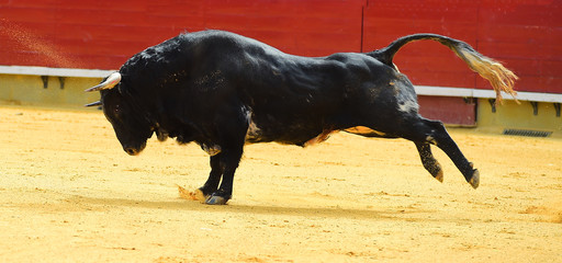 bull in spain
