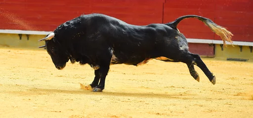Fotobehang bull in spain © alberto
