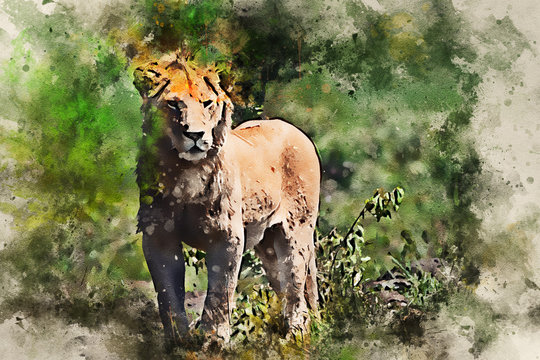Young male lion or Panthera leo watercolor picture