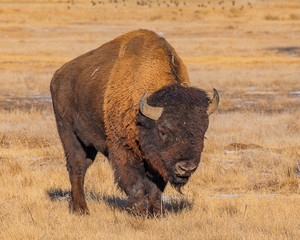 American Bison in Colorado