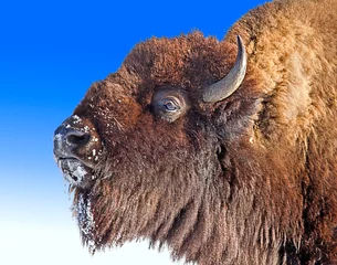 Papier Peint photo autocollant Bison gros plan bison américain