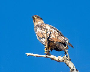 Immature bald eagle perched on a branch