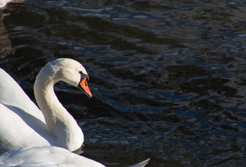 Fototapeta premium swan on a river during the golden hour