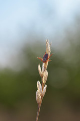 Dermacentor. Tick sits on dry blade of grass during the hunt in its natural habitat. Fauna of Ukraine. Shallow depth of field, closeup.