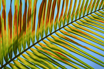 Browning Palm Branch