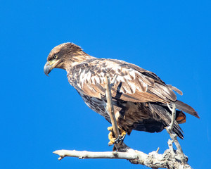 Immature bald eagle perched on a branch