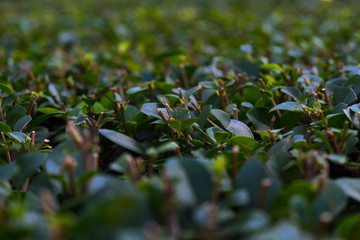 Trimmed shrub with green leaves. Garden design.