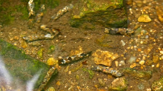 Caddisfly aquatic larvae (Trichoptera) in water