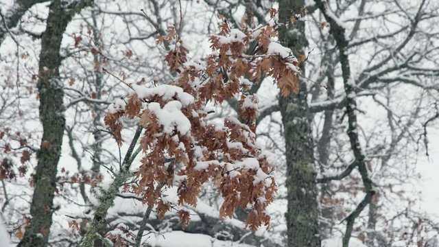 snowing in the forest 