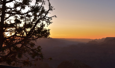 Fototapeta na wymiar dead tree at sunset - Grand Canyon