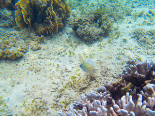 Naklejka na ściany i meble Yellow fish in shallow water. Tropical seashore underwater photo. Marine nature. Warm sea shore.