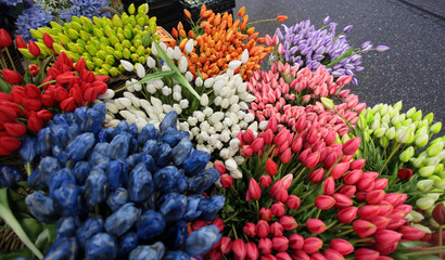 colorful tulips close up outdoors in Amsterdam