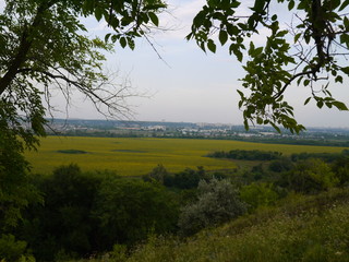 landscape with trees and blue sky
