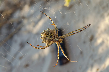 Araneidae. Argiope lobata spider on a spiderweb in its natural habitat. Shallow depth of field, closeup.
