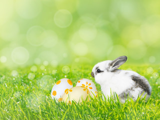 Painted Easter eggs and white rabbit on the green grass lawn spring background