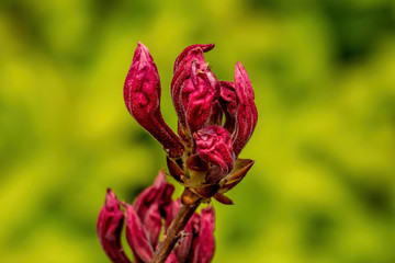 Red Rhododendron closeup on a blurred background.