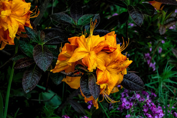 Orange Rhododendron closeup on a blurred background.