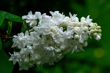 White Lilac against the background of a green leaf.
