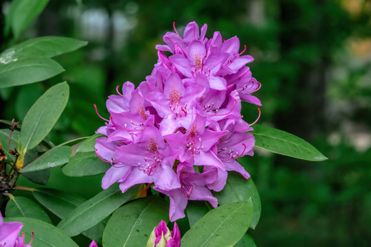 Violet Rhododendron closeup on a blurred background.