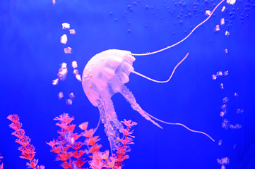 Beautiful jellyfish, in the water