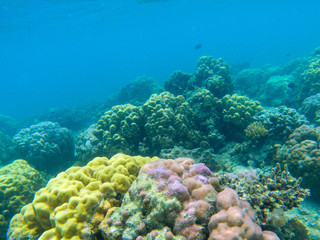Naklejka na ściany i meble Colorful coral reef diversity. Tropical seashore underwater photo. Marine nature. Warm seashore. Coral reef on seabottom