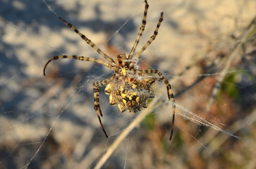Araneidae. Argiope lobata spider on a spiderweb in its natural habitat. Shallow depth of field, closeup.
